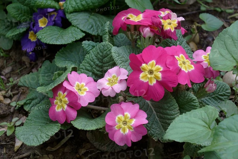 Common primrose
