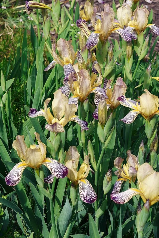 Variegated Sweet iris