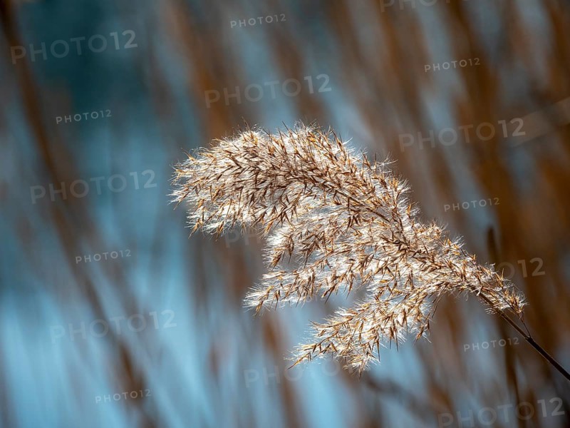Common reed