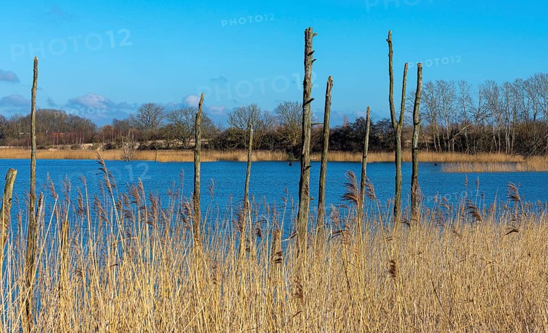 Nature reserve at the Mellnitz Ueselitzer Wiek on Ruegen