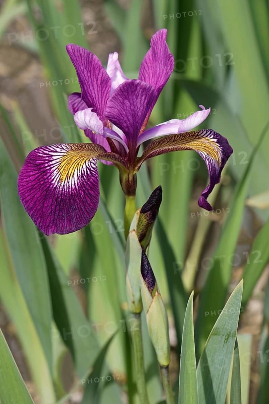 John Wood Blue Flag iris