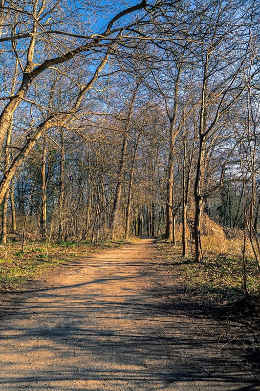 Hiking trail through an avenue at the Annateich in Hanover Kleefeld at sunrise