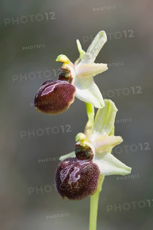 Black ophrys