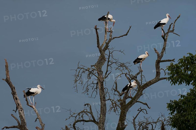 White stork
