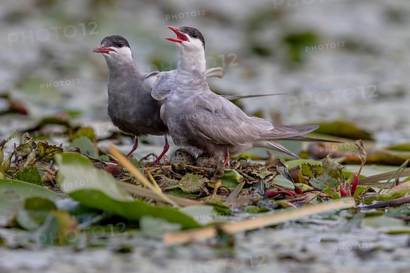Two White-bearded Terns