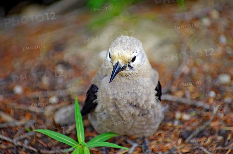 Little Bird
