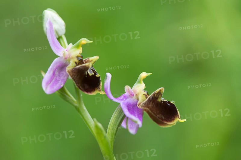 Late spider-orchid