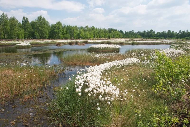 Bog landscape with common cottongrass