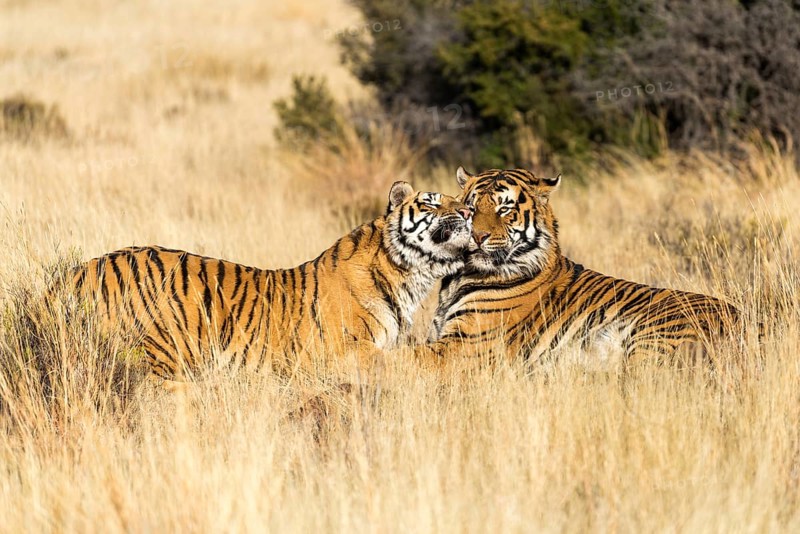 Bengal tiger