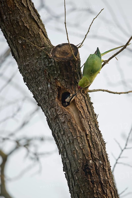 Rose-ringed parakeet