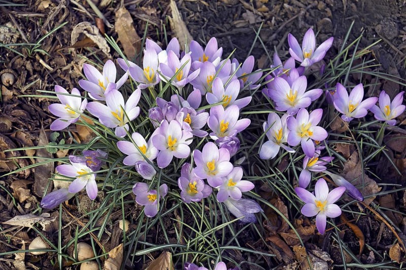 Woodland crocus