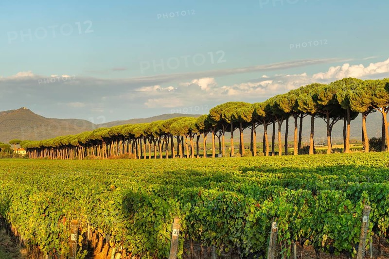 Avenue of maritime pine trees near Bolgheri