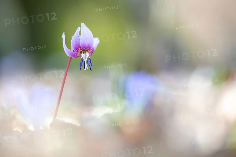 Flowering dog's tooth violet