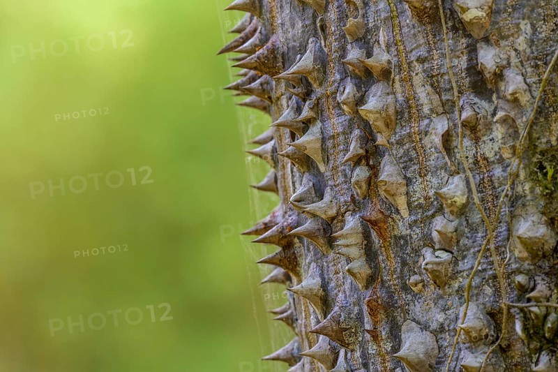 Thorns of the sand bush tree