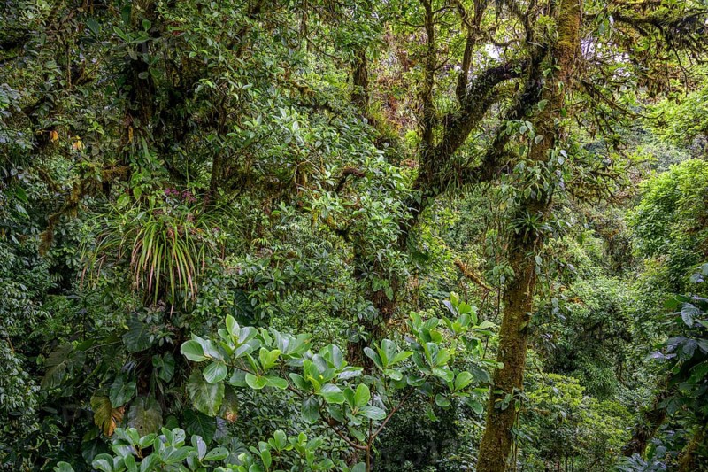 Rainforest in Selvatura Park seen from a suspension bridge
