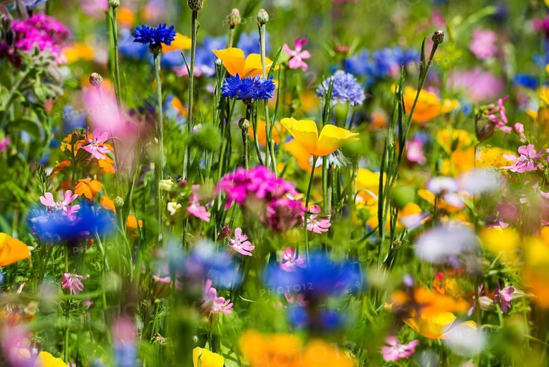Flower meadow for insects