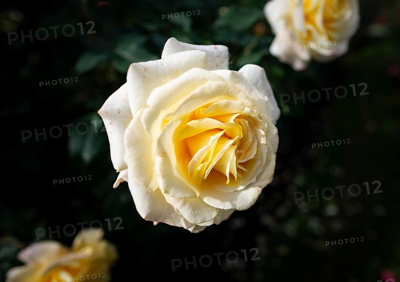 Shrub rose