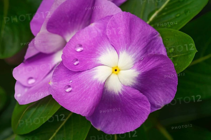 Madagascar periwinkle