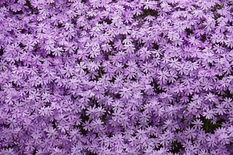 Creeping phlox