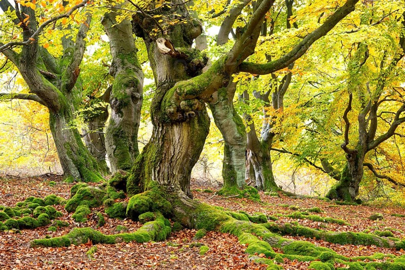 Knotty copper beech