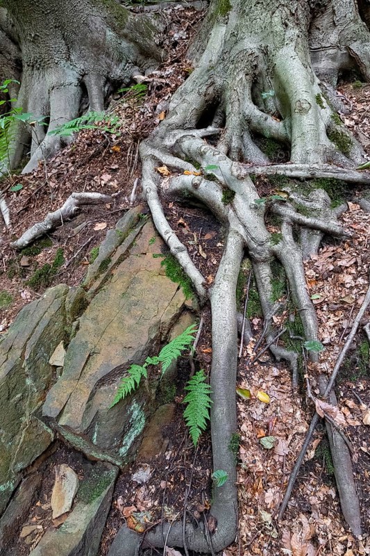 Beech roots reach into the soil