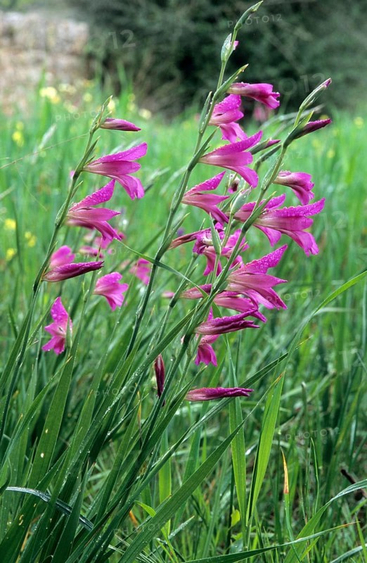 Italian italian gladiolus