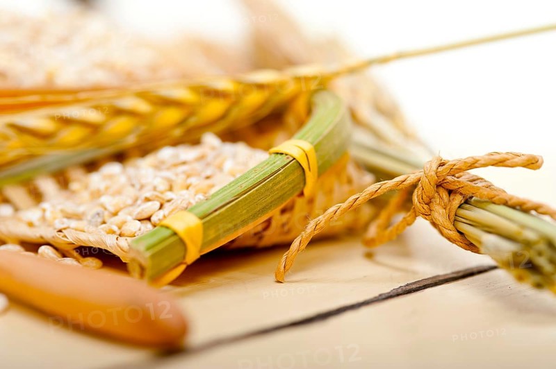 Organic barley grains over rustic wood table macro closeup