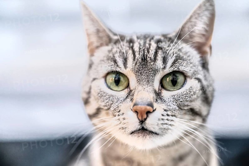 Portrait of a European shorthaired felidae