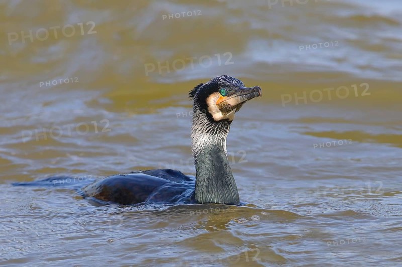 Great Cormorant