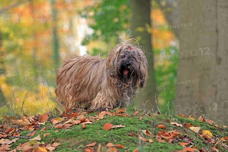 Dog in the forest