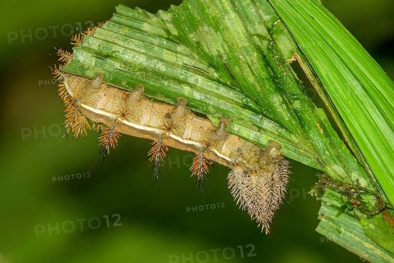 Butterfly caterpillar of a moth