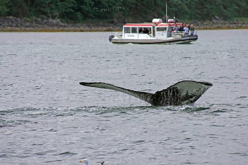 Fluke of a diving humpback whale