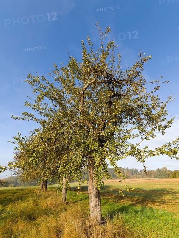 Apple trees in a row