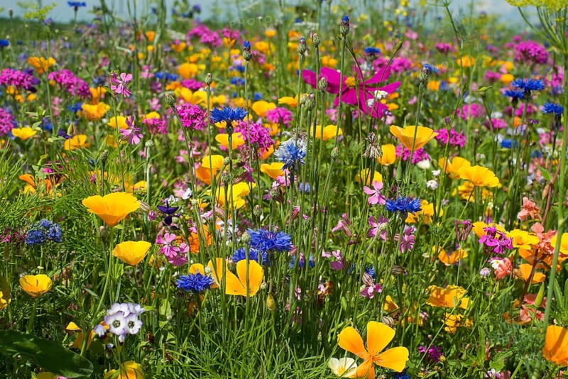 Flower meadow for insects