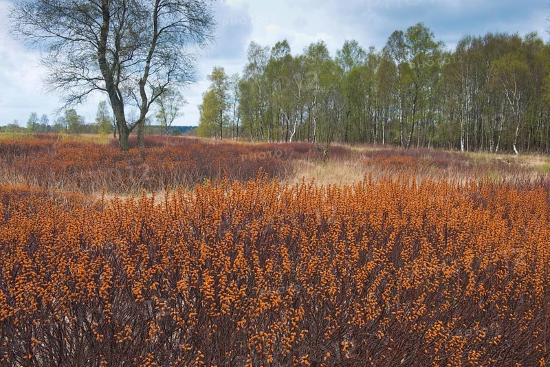 Bog myrtle