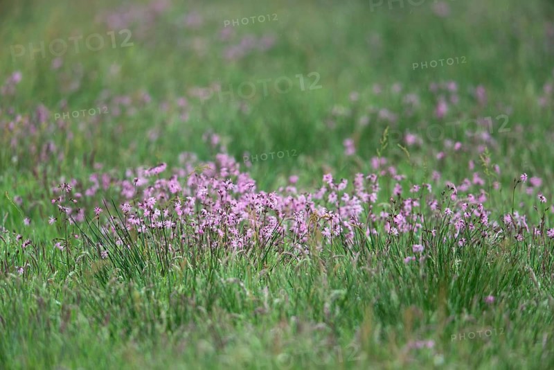 Ragged robins