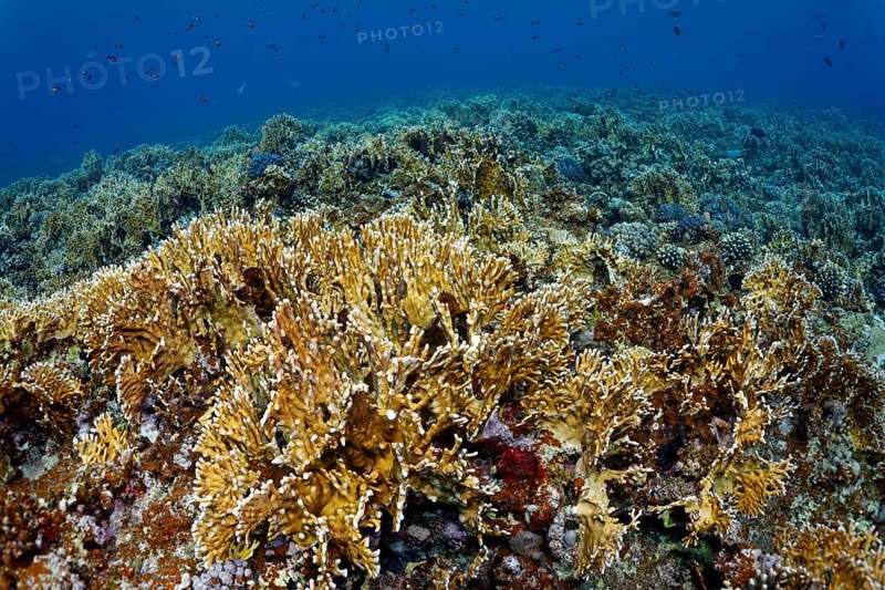 Reef top densely covered with Red Sea net fire coral