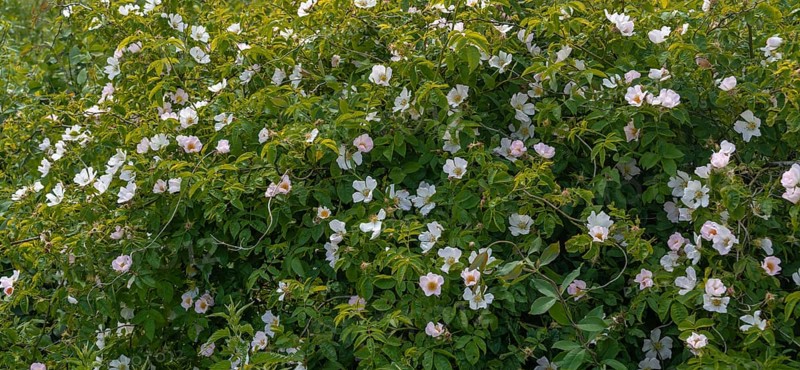 Flowering rugosa rose
