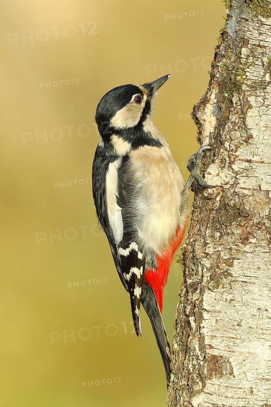 Great spotted woodpecker