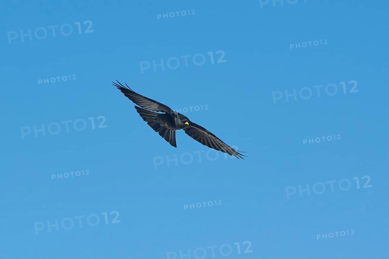 Yellow-billed chough