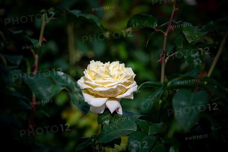 White shrub rose