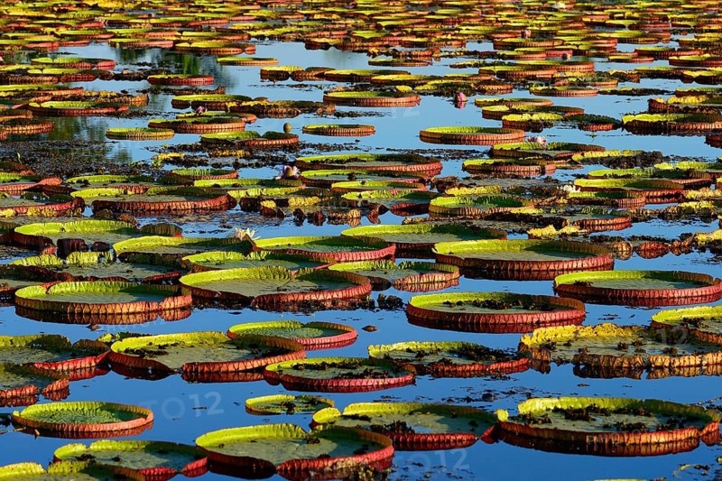 Leaves of the amazon water lily