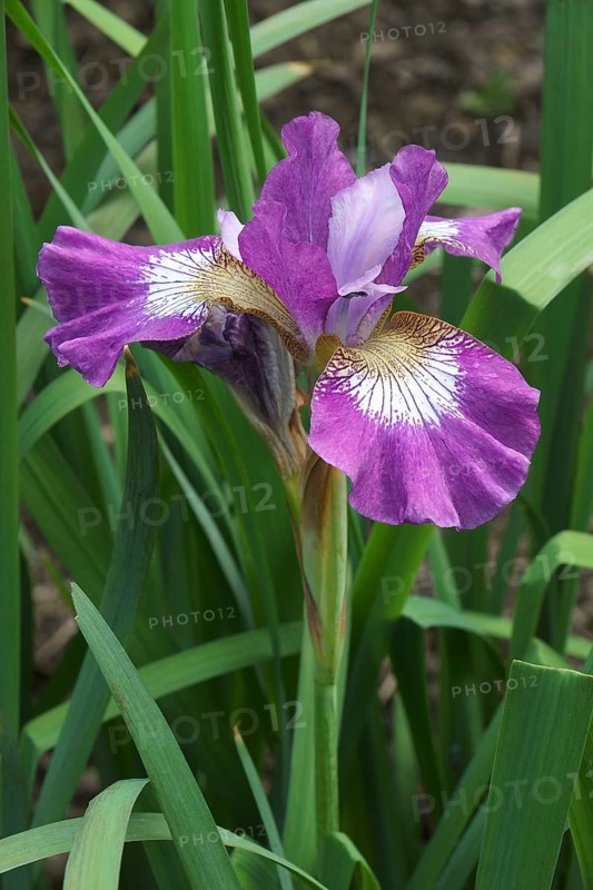 Contrast in Style siberian iris