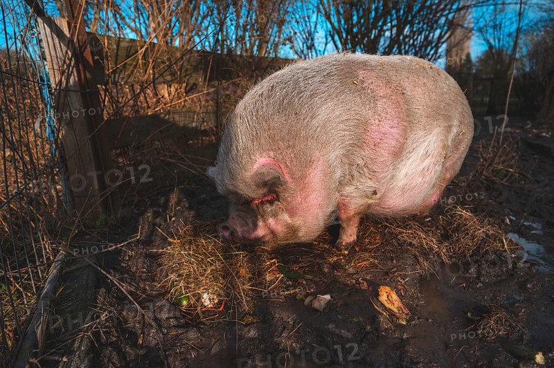 Pot-bellied pig