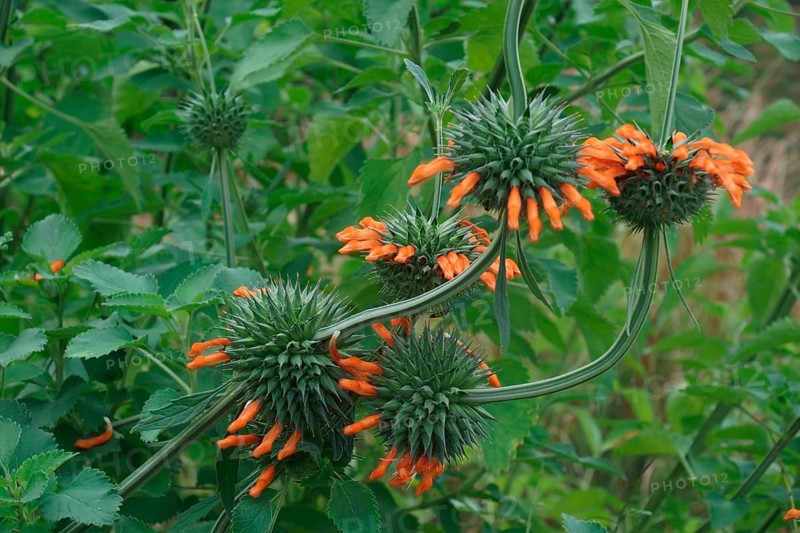 Lion's tail