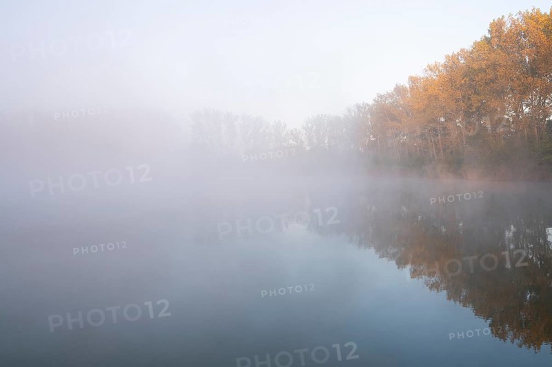 Morning fog and autumn coloured poplars