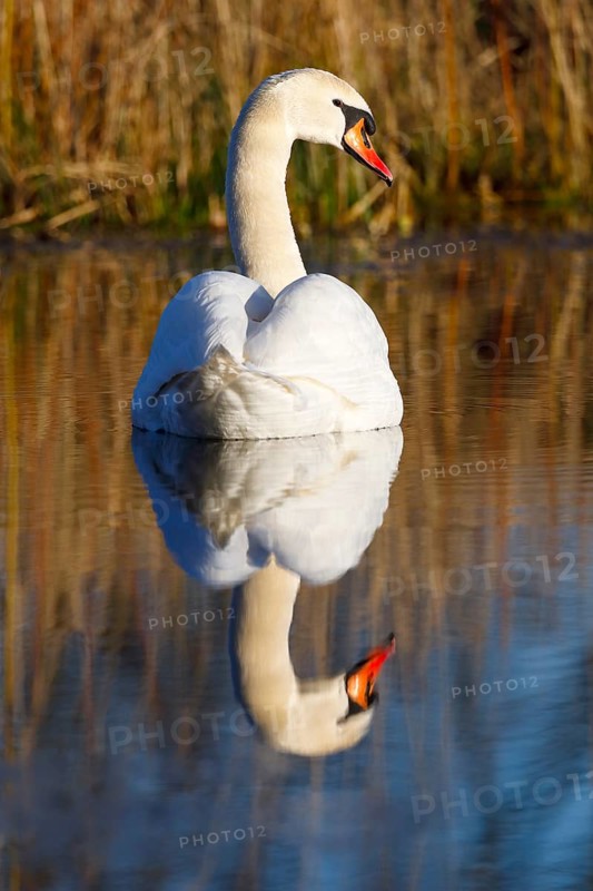Mute swan