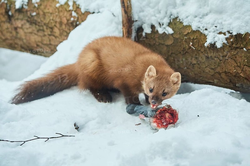 European pine marten