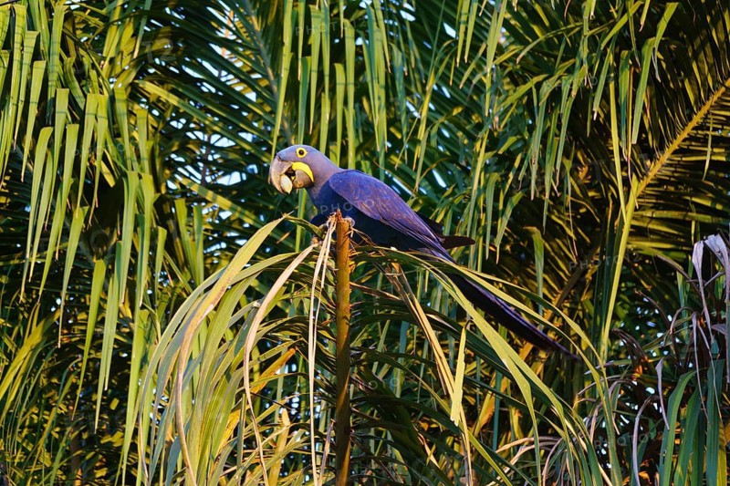 Hyacinth macaw