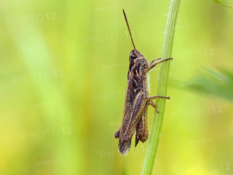 Common field grasshopper